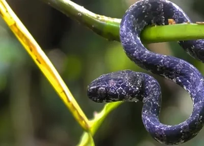 Cobra caramujeira