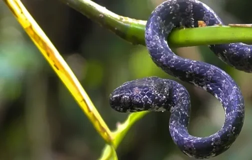 Cobra caramujeira