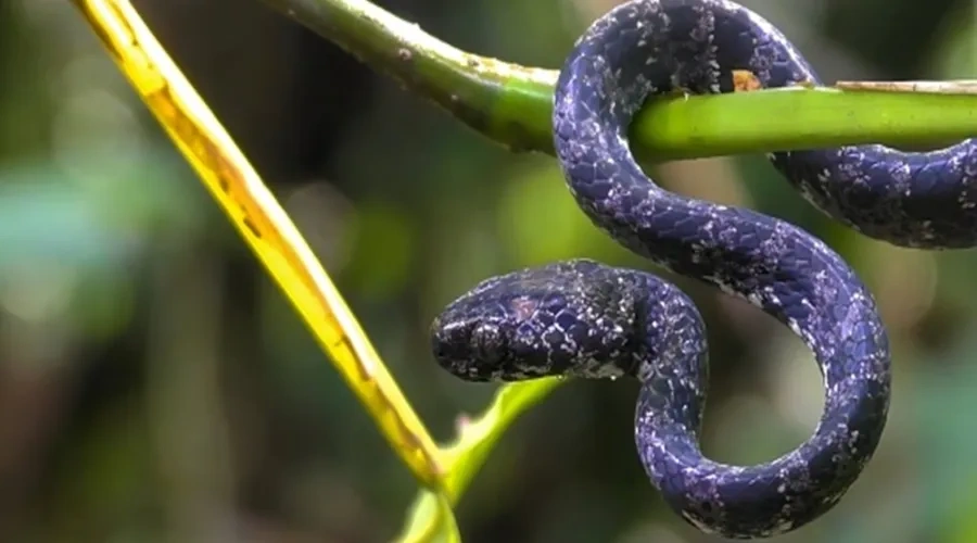 Cobra caramujeira