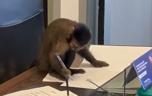 Macaco-prego flagrado em escritório