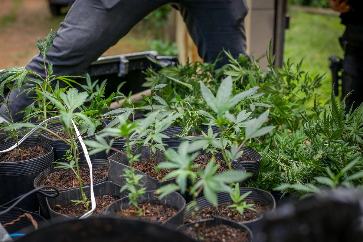 Maconha apreendida na zona Sudeste de Teresina