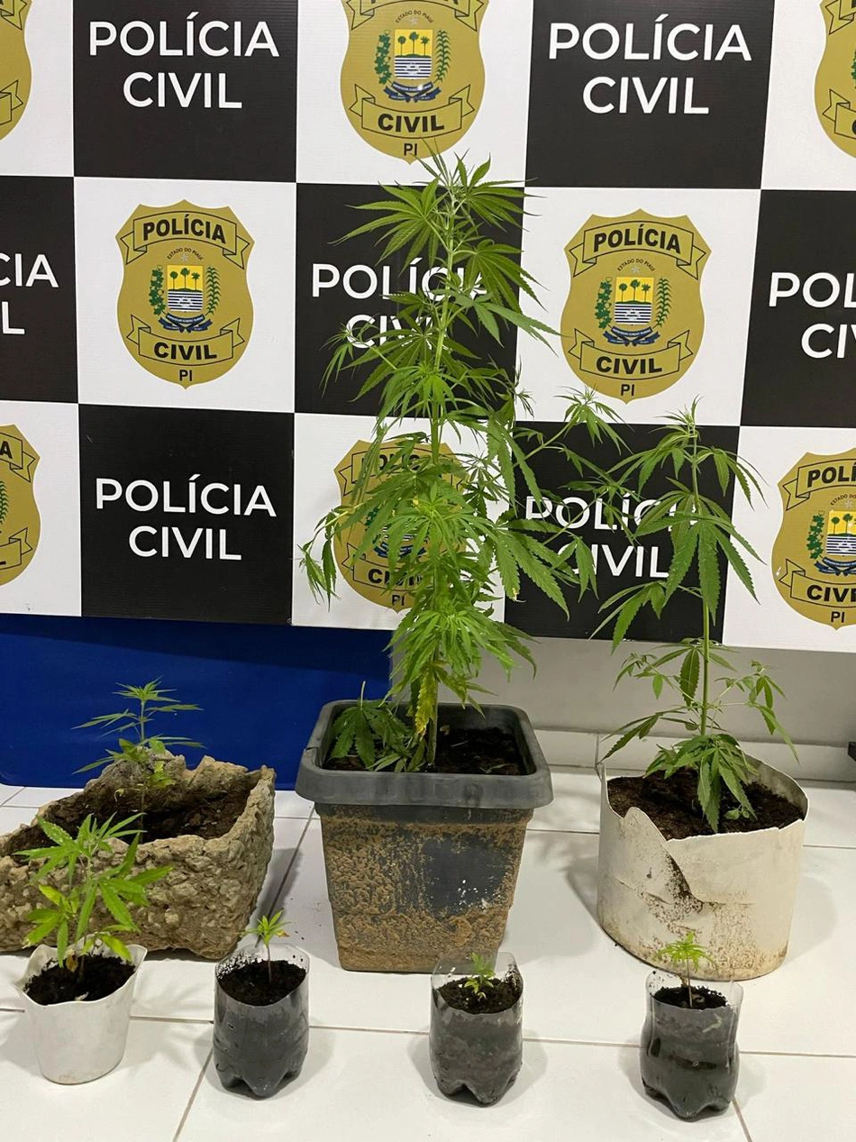 Mudas de maconha apreendida