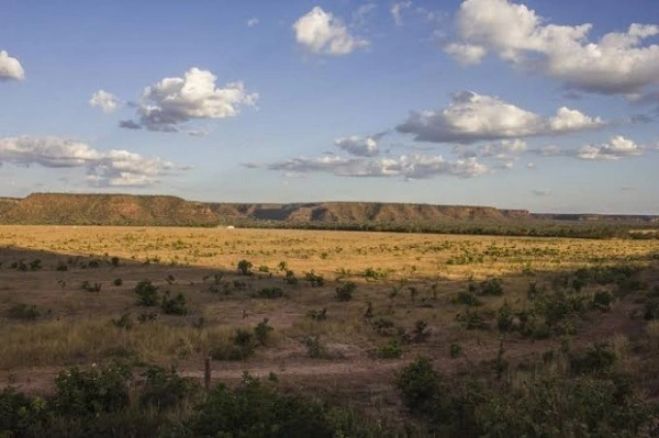 No Piauí, o cerrado ocupa cerca de 53% do território