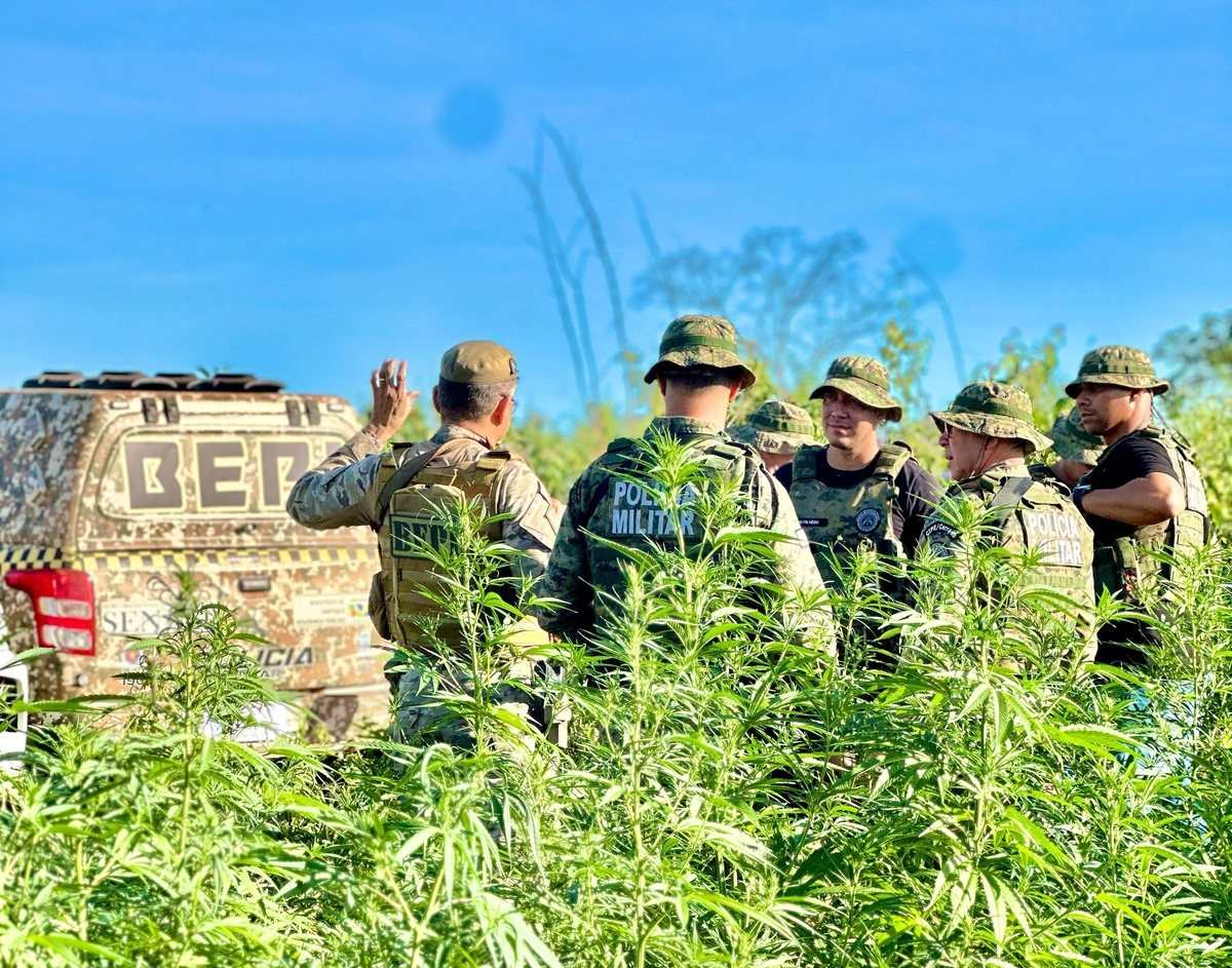 Plantação de maconha