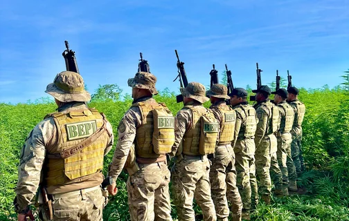 PM encontra roça de maconha no Sul do Piauí