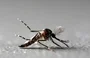 Aedes Aegypti