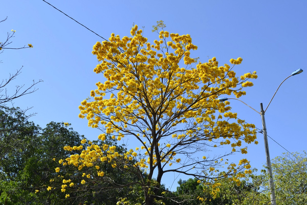 Ipês amarelos são mais comuns em Teresina