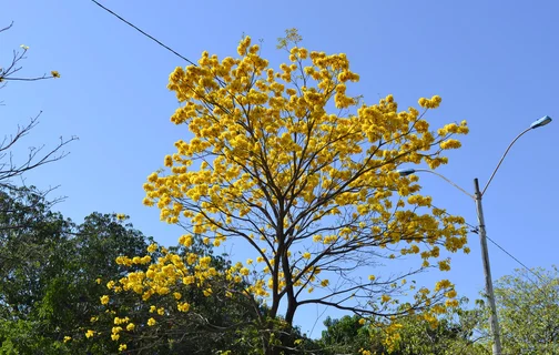 Ipês amarelos são mais comuns em Teresina