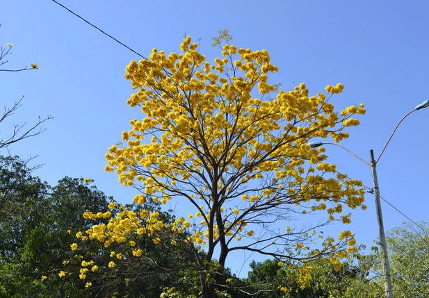 Ipês amarelos são mais comuns em Teresina