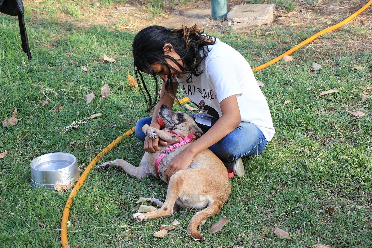 Cães para adoção 