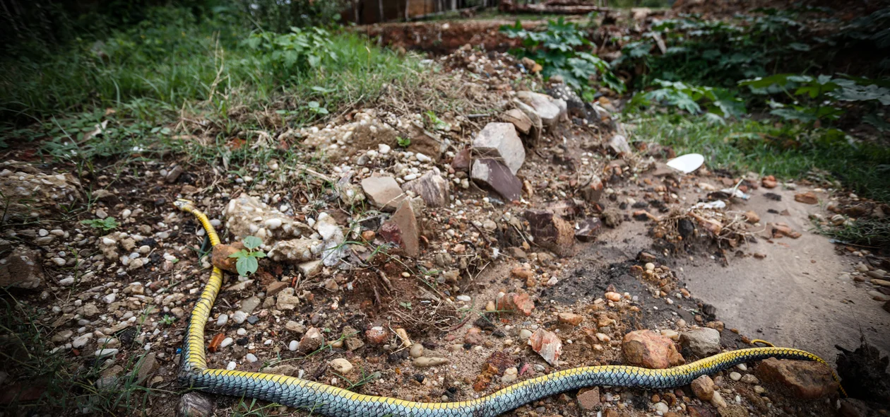 Cobra foi morta por moradores 