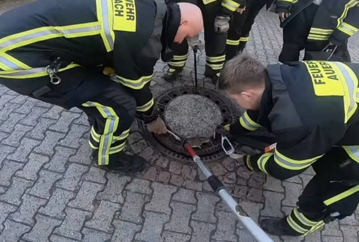 Alemanha: Bombeiros salvam rato preso em bueiro, mas bicho morde um deles