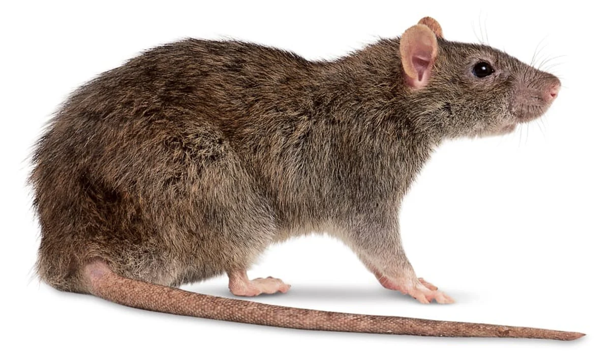 Prefeitura de Nova York busca exterminador de ratos 