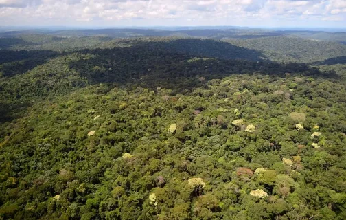 Floresta Nacional do Jamanxim, um dos principais alvos do desmatamento na Amazônia 
