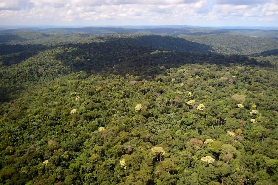 Floresta Nacional do Jamanxim, um dos principais alvos do desmatamento na Amazônia 