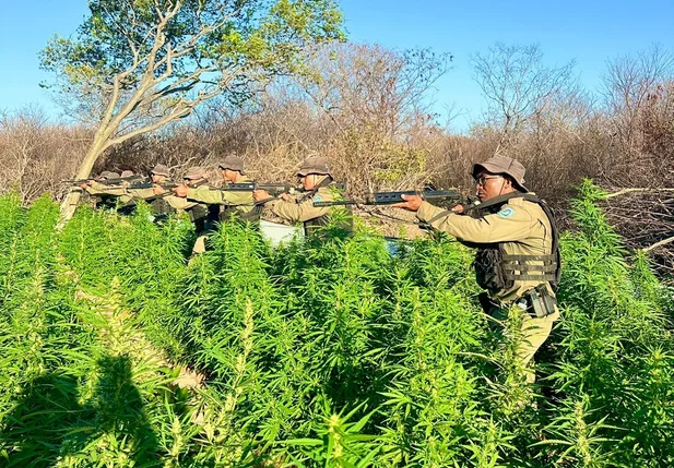 PM localiza roça com cerca de 90 mil pés de maconha no sul do Piauí