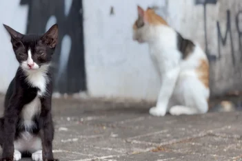 Crimes de maus-tratos e abandono de animais crescem no Piauí