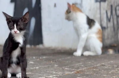 Crimes de maus-tratos e abandono de animais crescem no Piauí