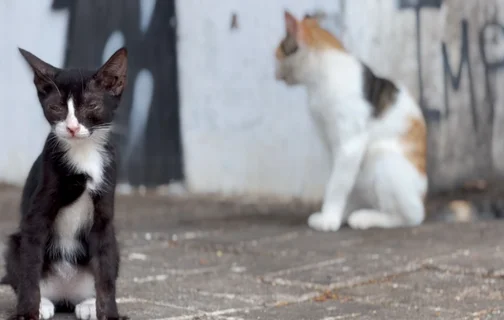 Crimes de maus-tratos e abandono de animais crescem no Piauí