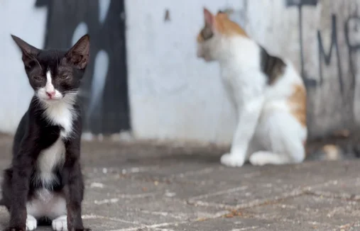 Crimes de maus-tratos e abandono de animais crescem no Piauí