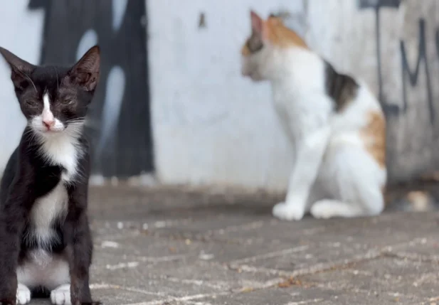 Crimes de maus-tratos e abandono de animais crescem no Piauí