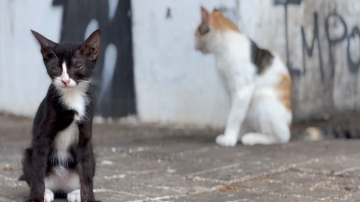 Crimes de maus-tratos e abandono de animais crescem no Piauí